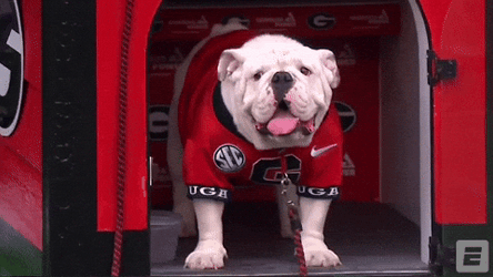 Dawgs Cute Dog Wearing Georgia Bulldogs Uniform GIF