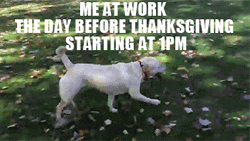 Day After Thanksgiving Lazy Dog Meme GIF