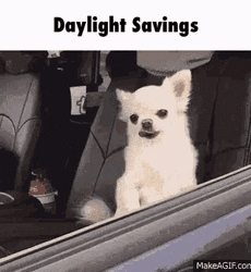 Daylight Savings Chihuahua Sleepy GIF