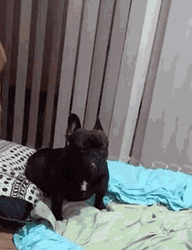 Dazed Black Bulldog GIF