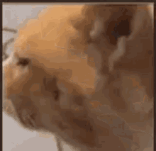 Dazed Orange Tabby Confused Cat  GIF