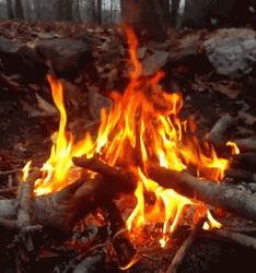 Dazzling Small Forest Campfire GIF