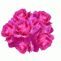Dazzling Tumblr Pink Flower GIF