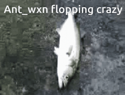 Dead Fish Ant Wxn Flopping Crazy GIF