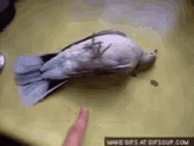 Dead Pigeon Laying On Table Next To Hand GIF
