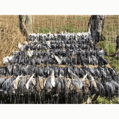 Dead Pigeons Laying On Ground In Rain GIF