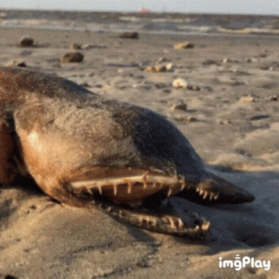 Dead Seal Laying on Sandy Beach