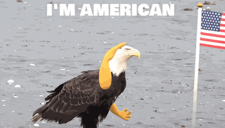 Deal With It Americal Eagle GIF