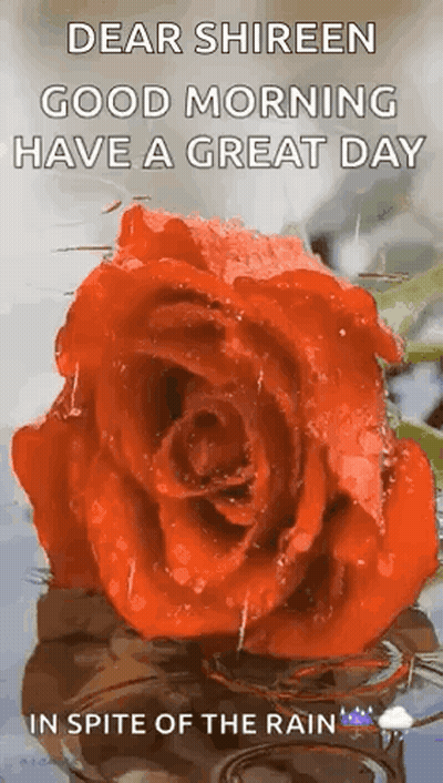 Dear Shireen Good Morning Have A Great Day In Spite Of The Rain GIF