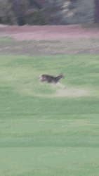 Deer Chasing Dog In Golf Course