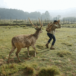 Deer Chasing Guy GIF