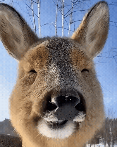 Deer Closeup With Mouth Open GIF