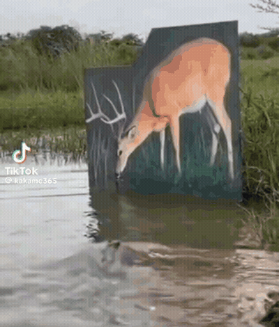 Deer Drinking Water From Pond GIF