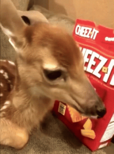 Deer Eating Cheez-It Chips GIF