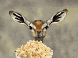 Deer Eating Pop Corn GIF