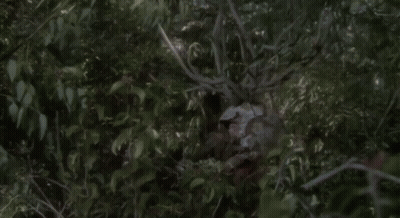 Deer Hunting Season Starts Today At Noon GIF
