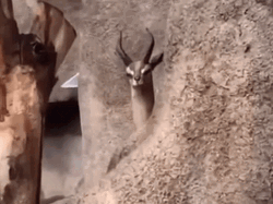 Deer Is Lurking GIF