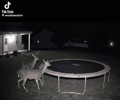 Deer Jumping On Trampoline GIF