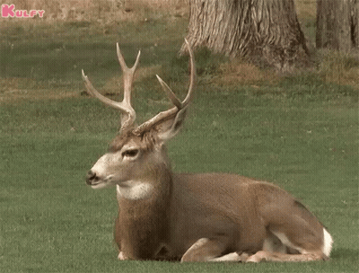 Deer Laying In Grass With Kulfy Text GIF