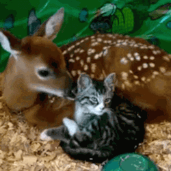 Deer Licking Cat GIF