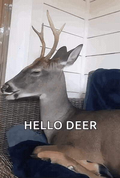 Deer Lying On Couch Saying Hello GIF