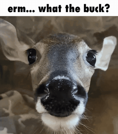 Deer Nose With Erm What The Buck GIF
