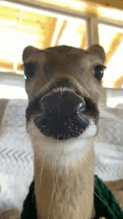 Deer Nose With Green Scarf GIF