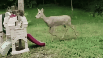 Deer Running By Playground Slide GIF