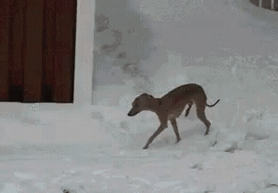 Deer Running In Snow In Front Of Building GIF