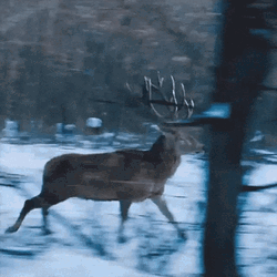 Deer Running Winter GIF