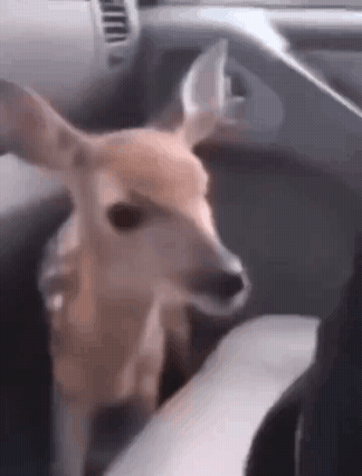 Deer Sitting In Car Looking At Camera GIF