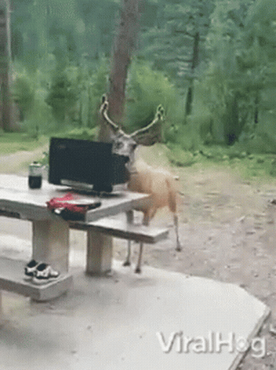 Deer Standing In Field At Night Black And White GIF