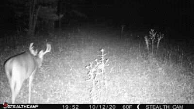 Deer Standing In Field At Night Black And White GIF