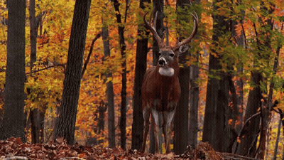 Deer Standing In Forest With Autumn Leaves GIF