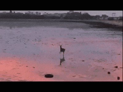 Deer Standing In Water At Sunset GIF