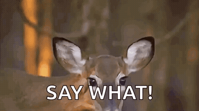 Deer Standing In Woods Say What GIF