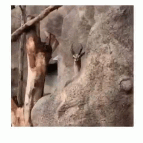 Deer Standing On Rock Next To Tree GIF