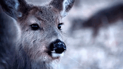Deer Tongue Out GIF