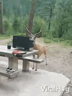 Deer Viralhog GIF