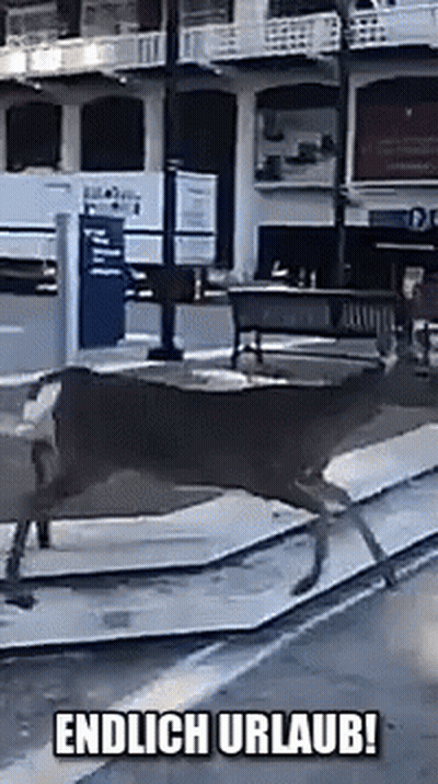 Deer Walking Down Street Endlich Urlaub GIF