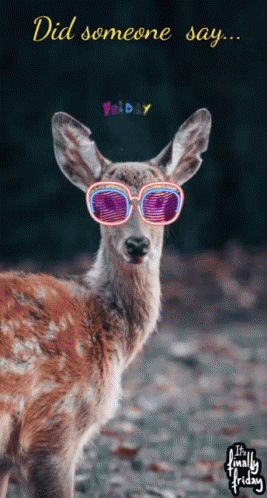 Deer Wearing Sunglasses Saying Did Someone Say Friday
