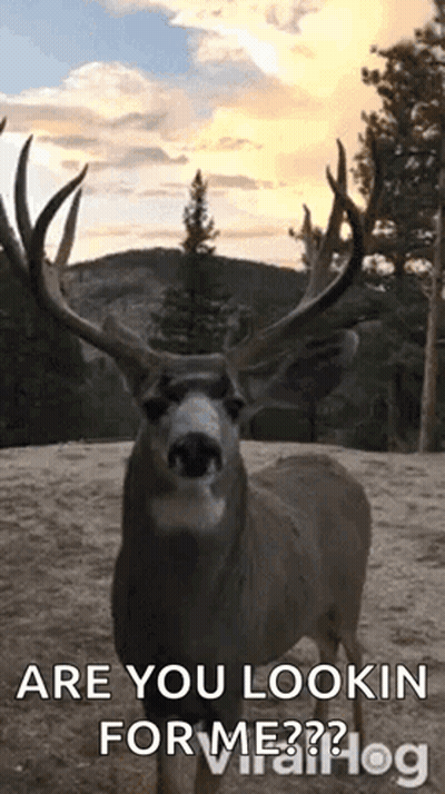 Deer With Antlers Looking At Camera GIF