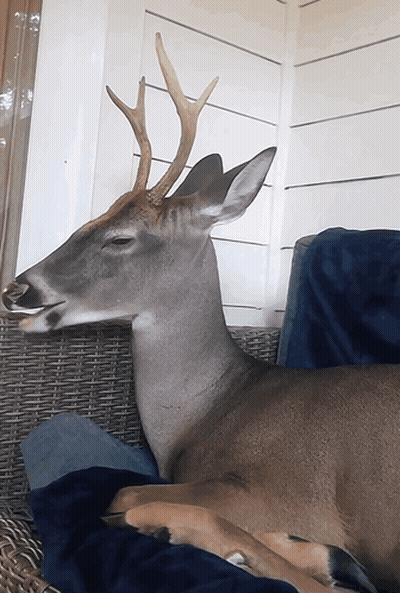 Deer With Antlers Lying On Wicker Couch GIF