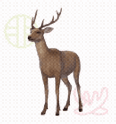 Deer With Antlers Standing GIF