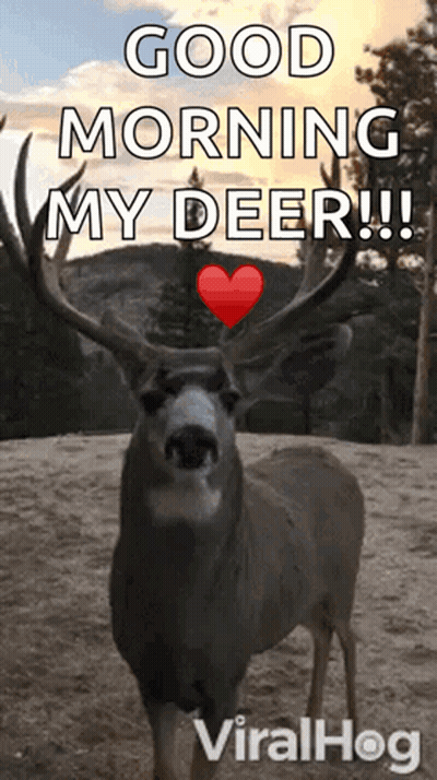 Deer With Heart On Antlers Says Good Morning My Deer GIF
