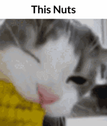 Deez Nuts Cat Eating Corn