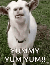 Delicious Yummy Yum Yum Goat GIF