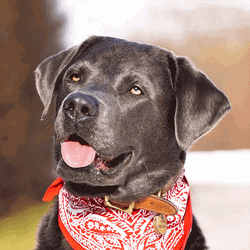 Derp Blinking Eyes Funny Dog GIF