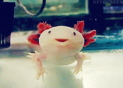 Derp Face Axolotl GIF