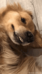 Derp Face Cute Golden Retriever GIF